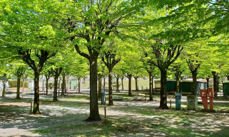 campingrivablu de fruehling-im-camping 025