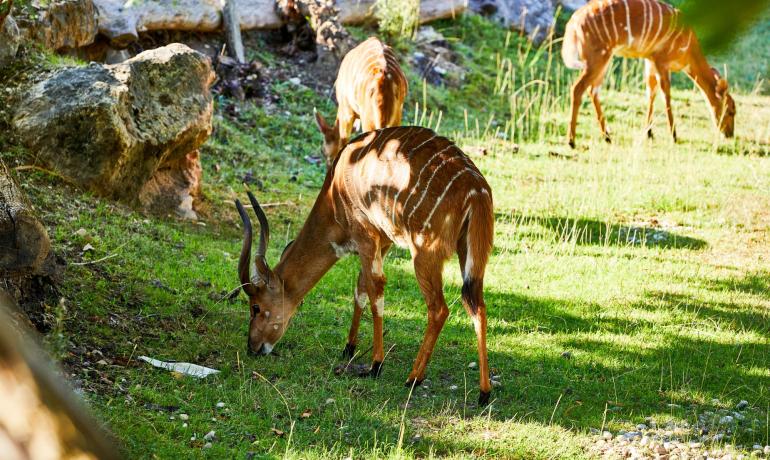 Drei Antilopen mit weißen Streifen grasen auf einer grünen Wiese.
