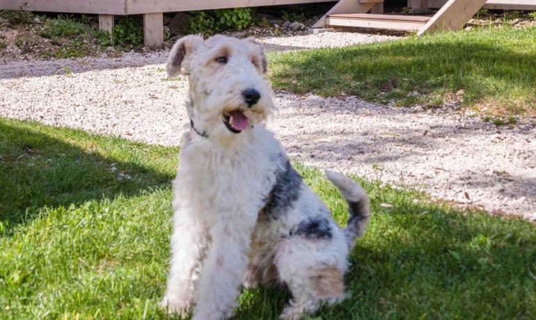 Un cane seduto sull'erba davanti a una casa di legno.