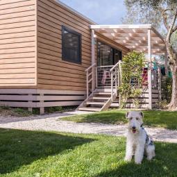 Hund vor einem modernen Holzhaus mit grünem Garten.